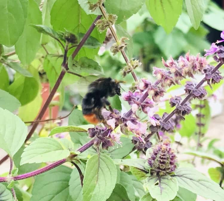 Bienen, Hummeln und Schmetterlinge…