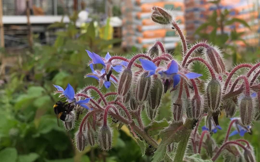 Insektenoase Kräutergarten, diesmal: Borretsch