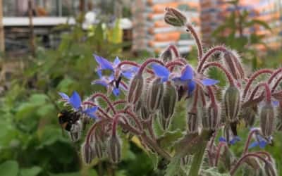 Insektenoase Kräutergarten, diesmal: Borretsch