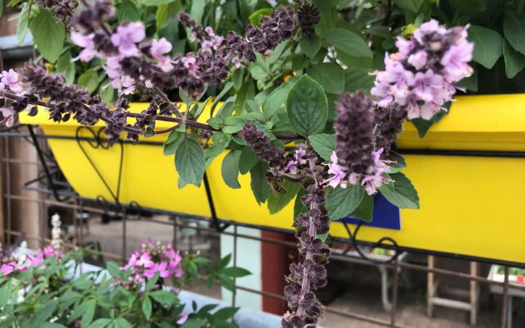 Insektenoase Kräutergarten, diesmal: Basilikum