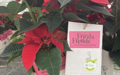 Hessenstern Frieda Freude: Nachhaltige Weihnachtssterne zu dem Preis, den sie dir Wert sind.