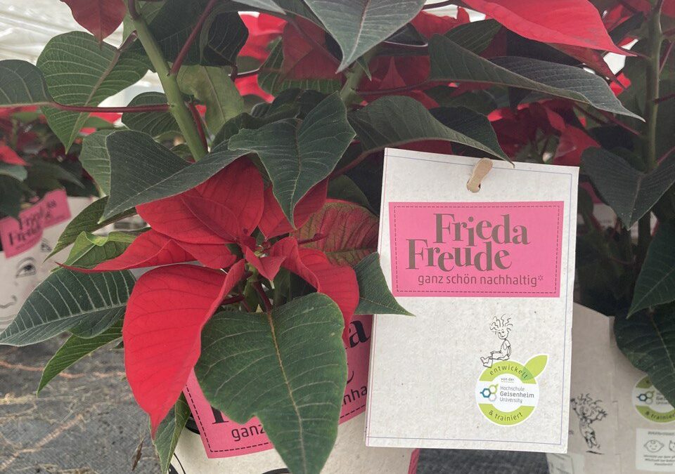 Hessenstern Frieda Freude: Nachhaltige Weihnachtssterne zu dem Preis, den sie dir Wert sind.