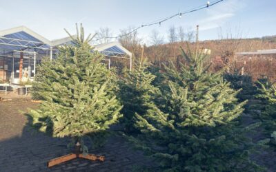 Weihnachtsbaumverkauf bis 24.12.21 um 12.00 Uhr